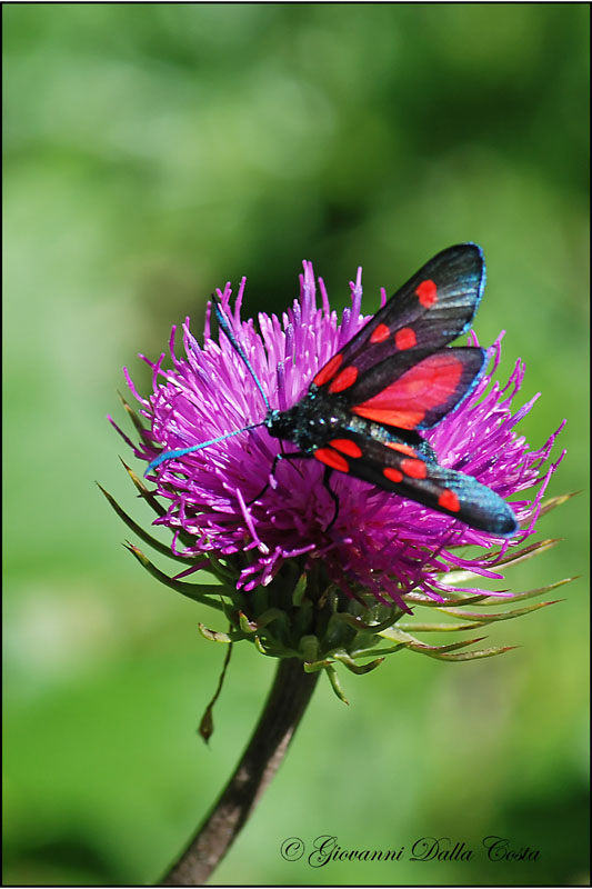 Zygaena lonicerae ?